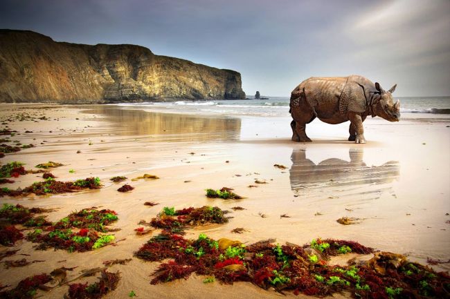 Abandoned Rhino