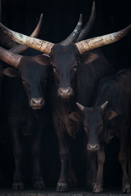 Watusi Family I