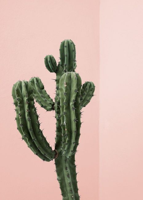 Pink Cactus Poster