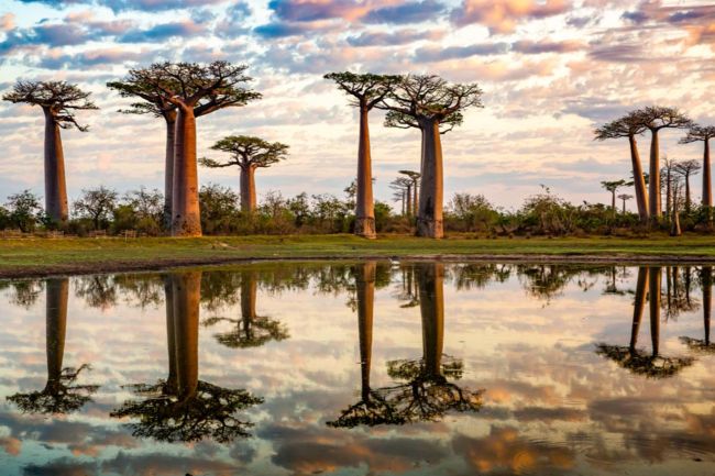 Baobab Tree