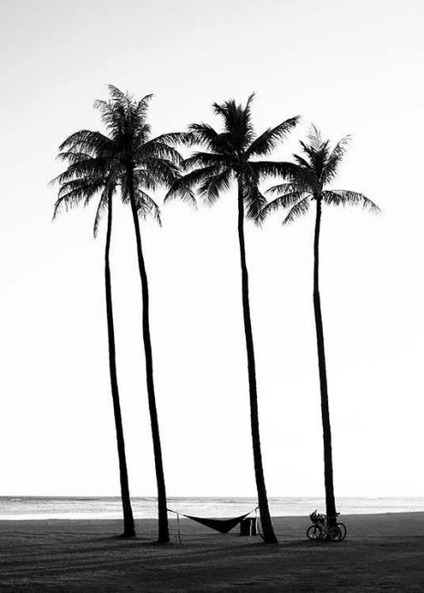 Palm Trees on the Beach Poster