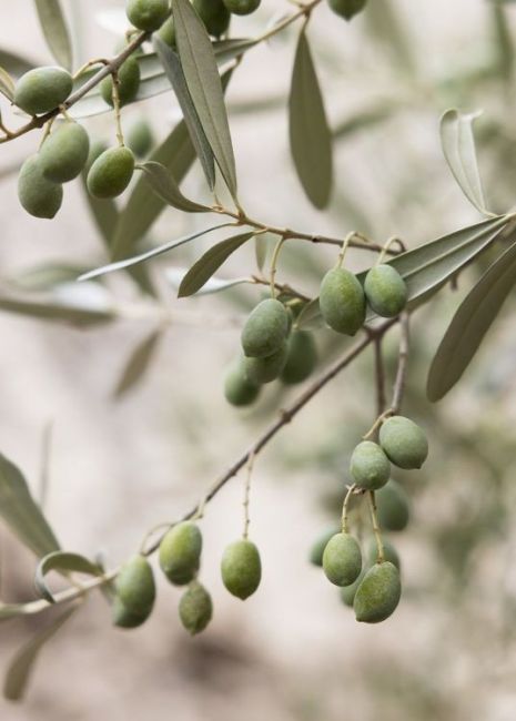 Olive Poster