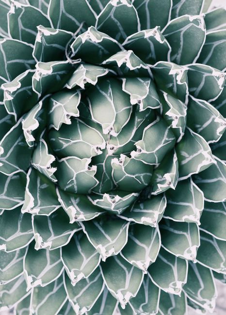 Cactus Poster