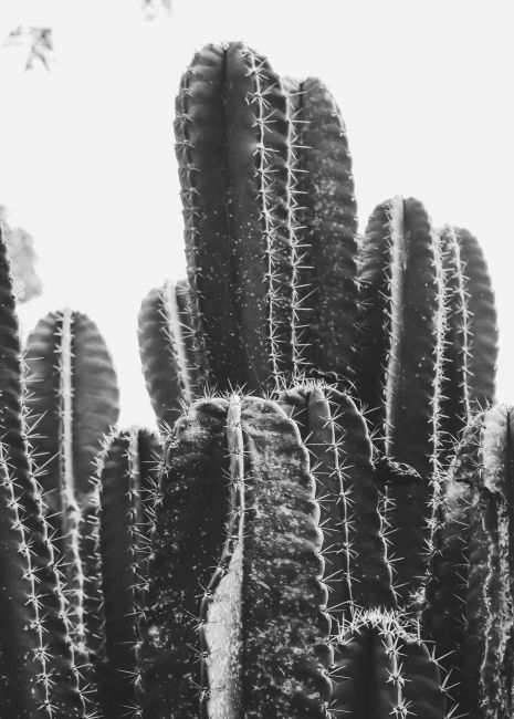 Cactus II Poster