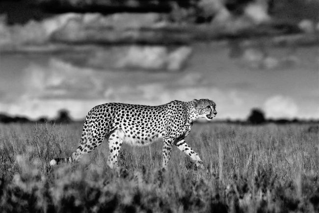 Cheetah