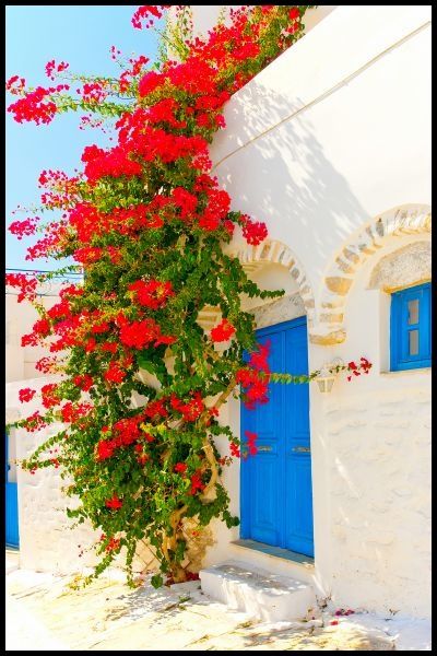 Chora Capital Poster