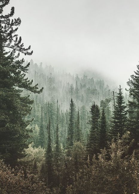 The Forest II Poster