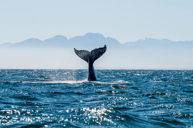 Diving Whale