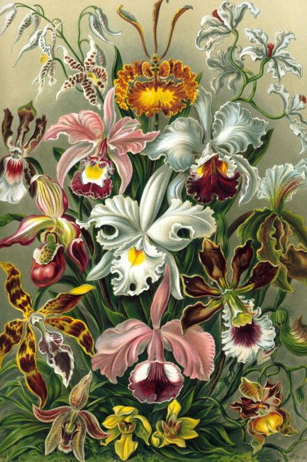 Orchidee - Ernst Haeckel