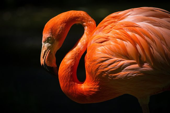 Flamingo II