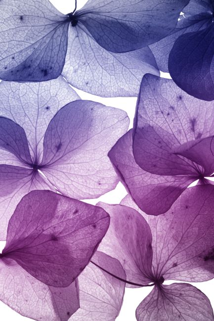 Flower Leaf II Poster
