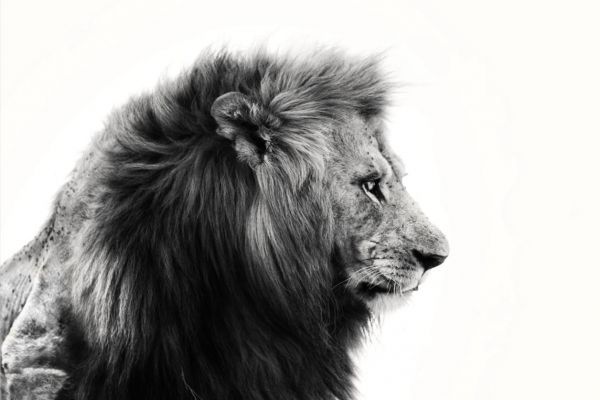 King Of The Jungle II