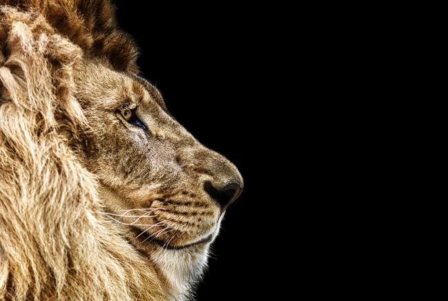 Starring Lion