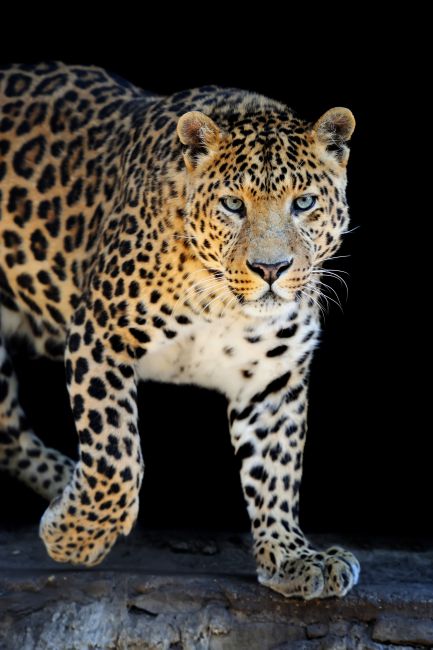 Leopard
