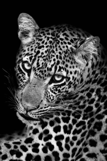 Leopard II