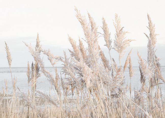 Reeds by the Sea Poster