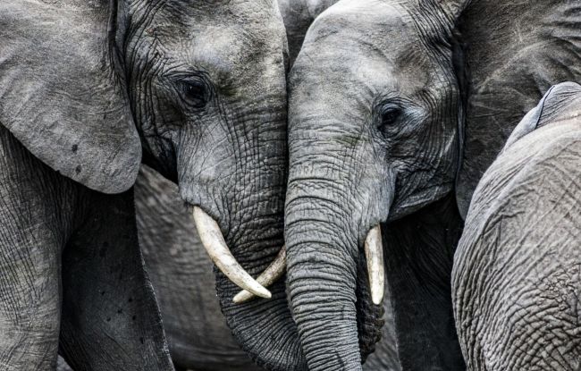 Elephants In Love