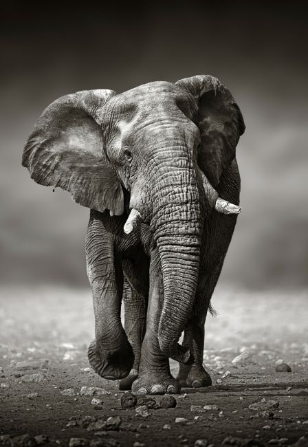 The Running Elephant