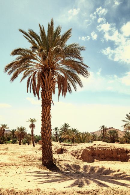 Palmtree