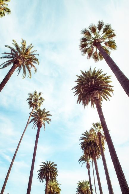 Palm Trees Poster