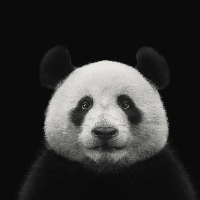 Panda IV