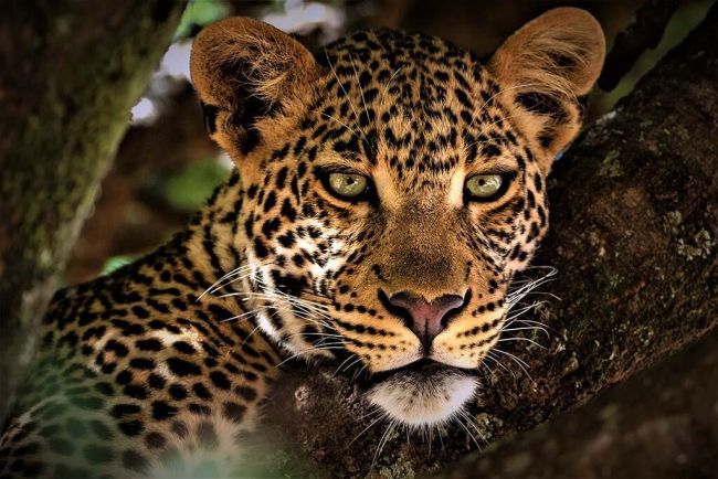 Panther