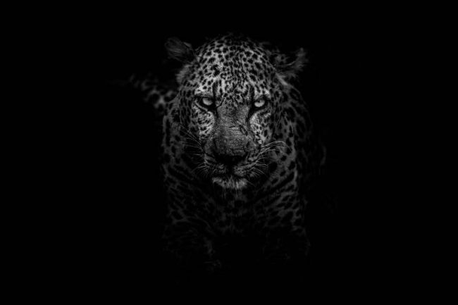 Leopard Dark