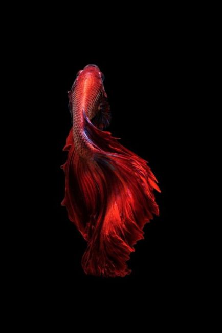 Fish I