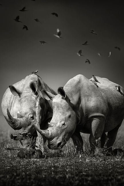 Rhinos