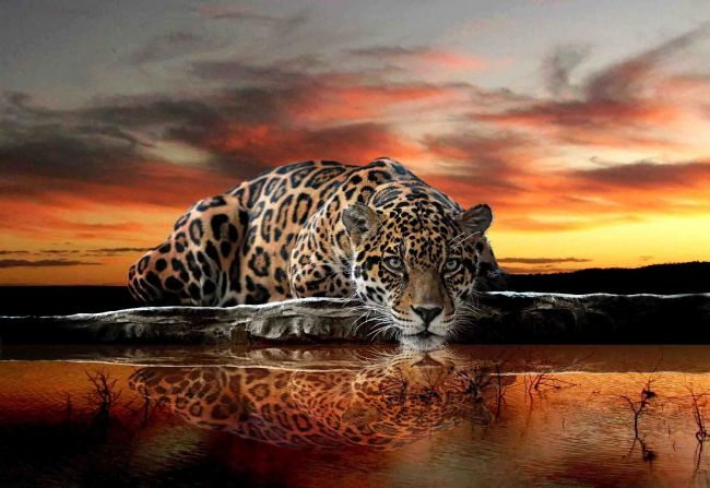 Lion Darkness Water