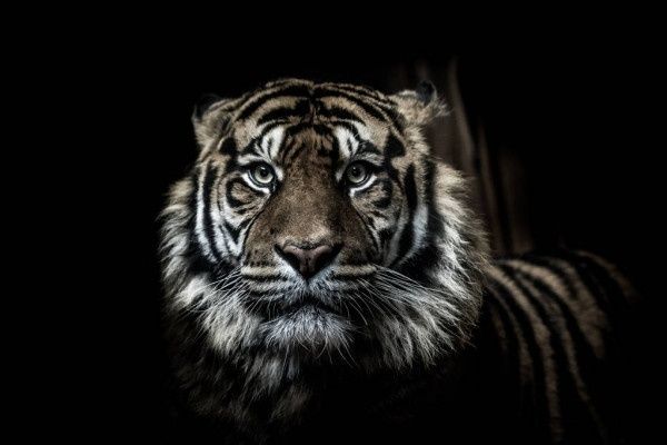 Tijger