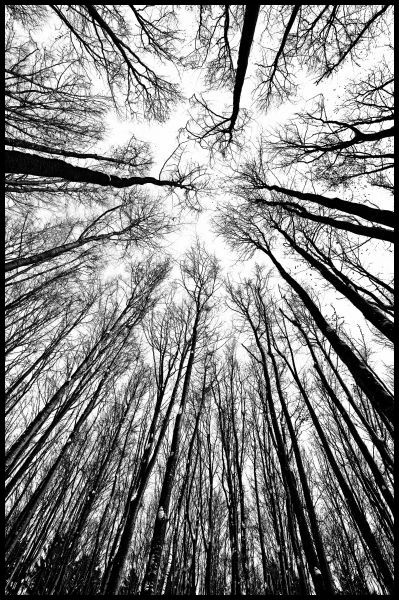Treetops