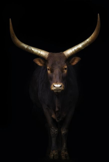 Watusi Poster