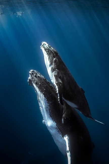 Whales Poster