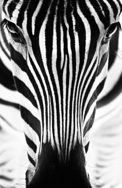 Mad Zebra