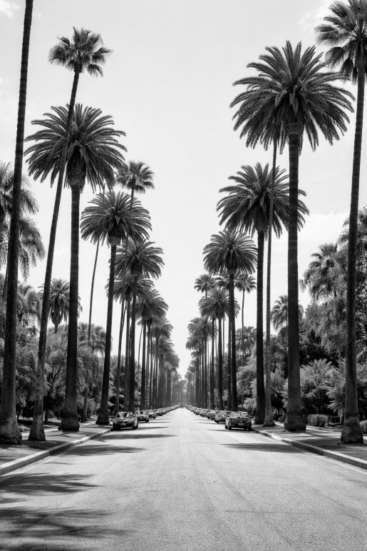 Zwart-wit foto van een symmetrische palmenlaan met hoge palmbomen langs een brede straat als moderne wanddecoratie.