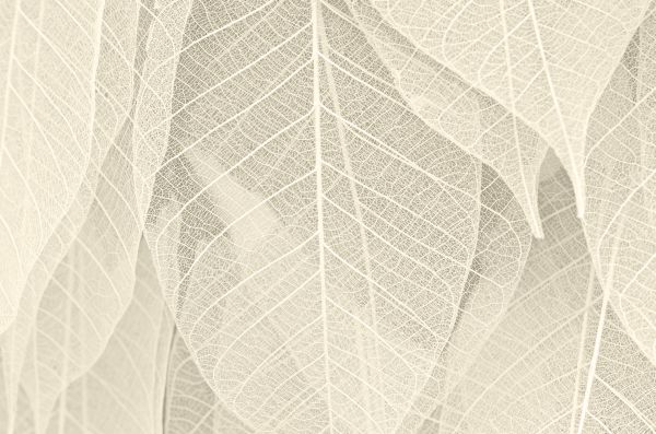 Beige Leaf Poster