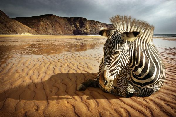 Abandoned Zebra
