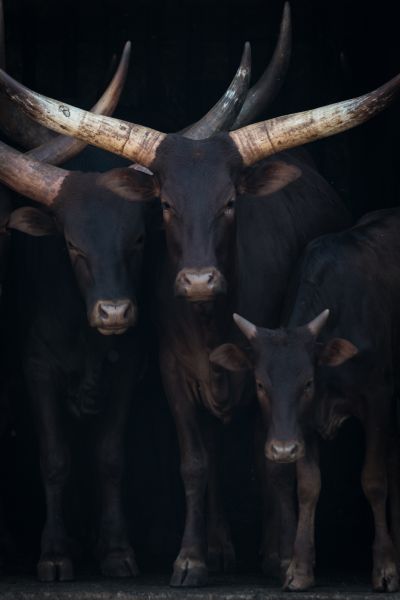 Watusi Family I