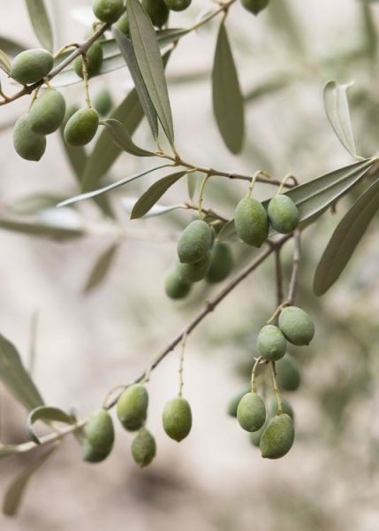 Olive Poster