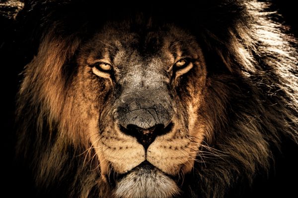 Fabula Lion majestueus leeuwenportret met intense blik op donkere achtergrond als luxe wildlife wanddecoratie.