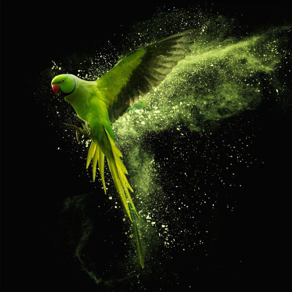 Green Parrot
