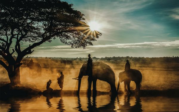 Herd of Elephants