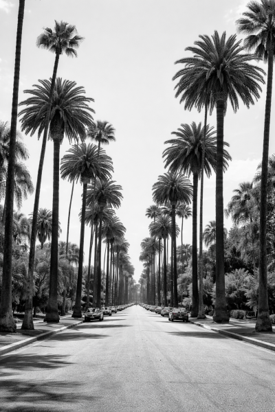 Zwart-wit foto van een symmetrische palmenlaan met hoge palmbomen langs een brede straat als moderne wanddecoratie.