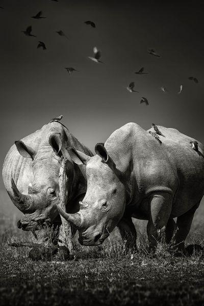Rhinos
