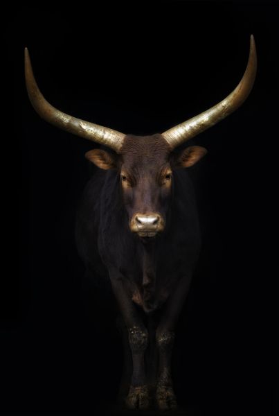 Watusi Poster
