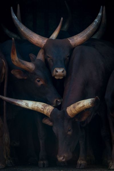 Watusi Family