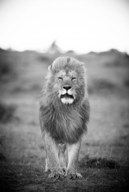 The Starring Lion