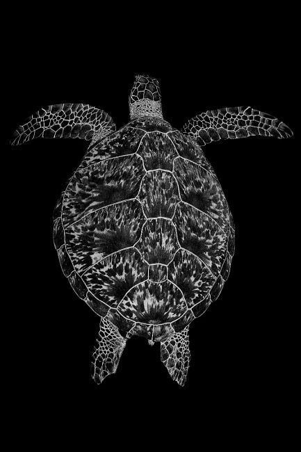 Turtle B/W