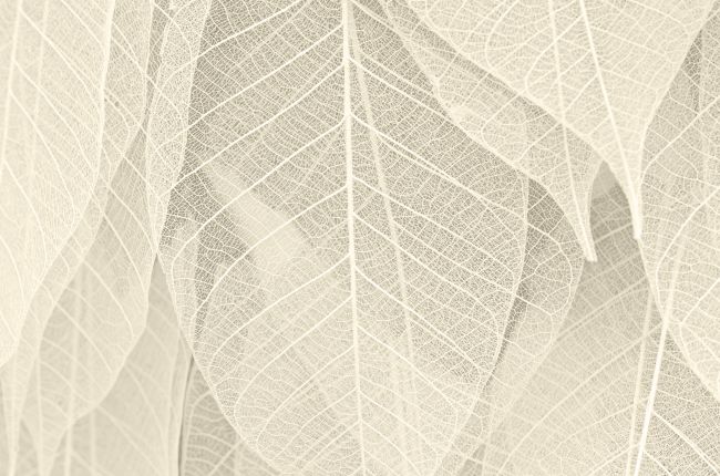 Beige Leaf Poster